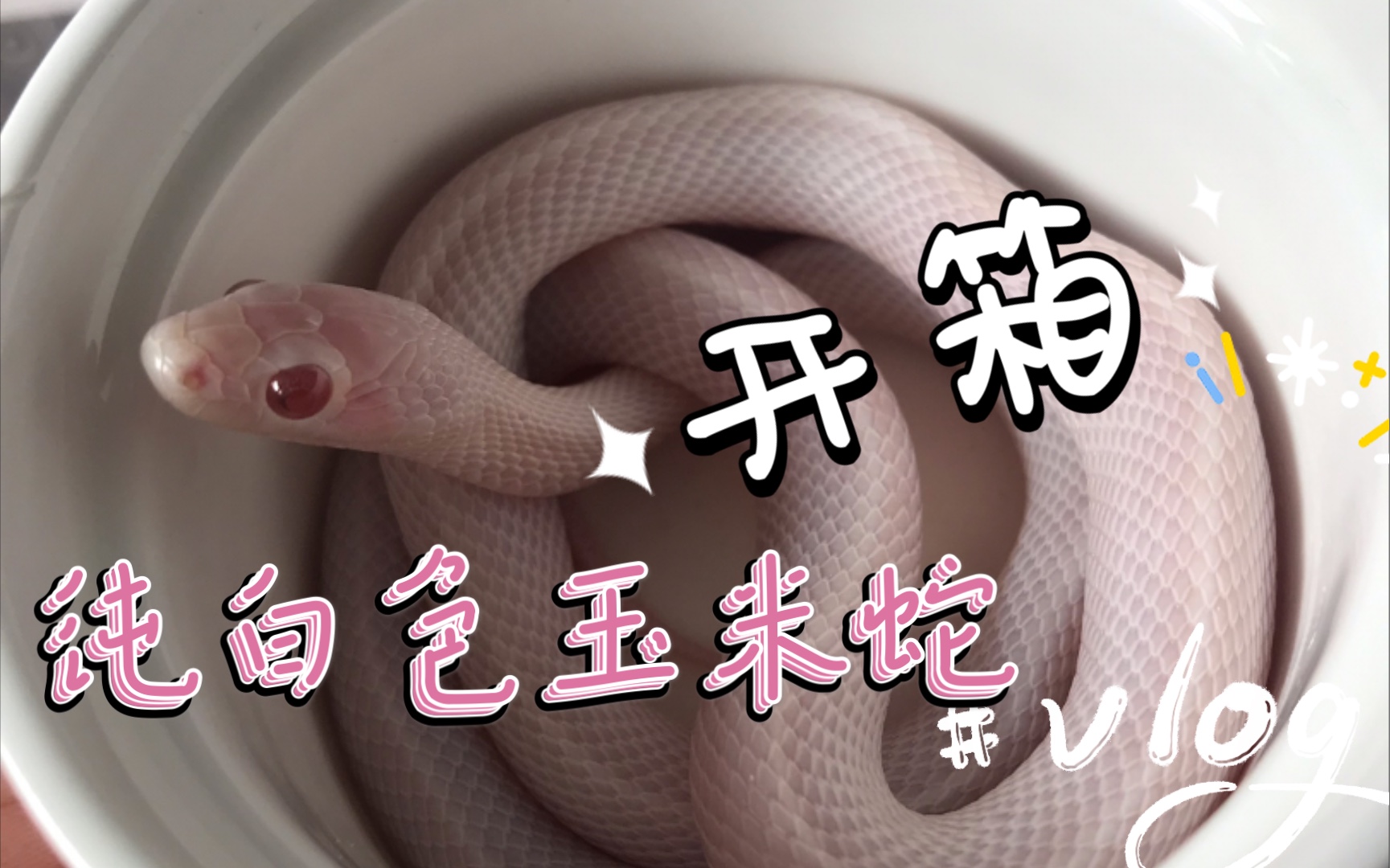 【开箱一条纯白色的小蛇蛇】家里又多了一个高颜值的美男子 粉条一哥
