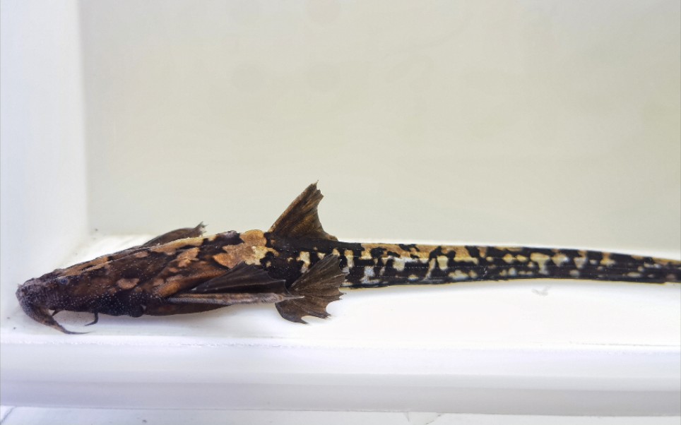 长腰帝王斑鸠猫 六型合集