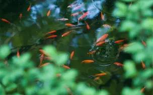 杭州永福寺｜林花谢了春红，太匆匆