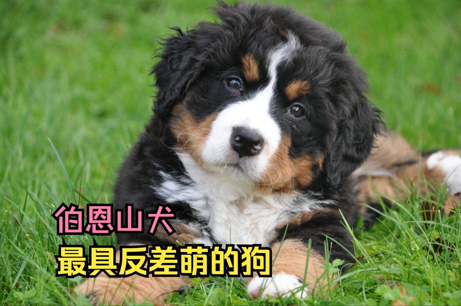 只要看一眼就会爱上的狗,伯恩山犬!最具反差萌的狗