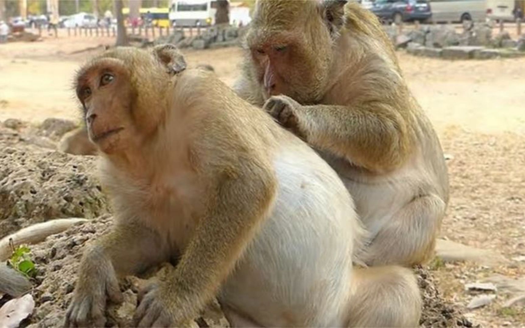 公猴子给母猴子抓虱子,捉着捉着就开始不着调了,镜头全程记录