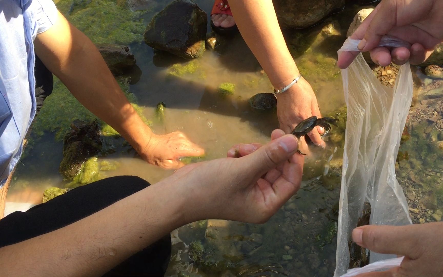 重庆40度高温,山城农人溪水中抓螃蟹纳凉,太过瘾了!