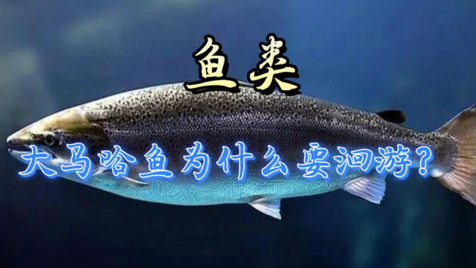 鱼洄游/-哔哩哔哩_bilibili