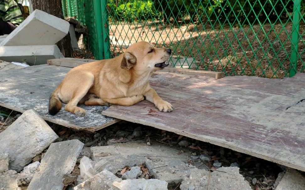 工地狗仰天长啸表演啃骨头
