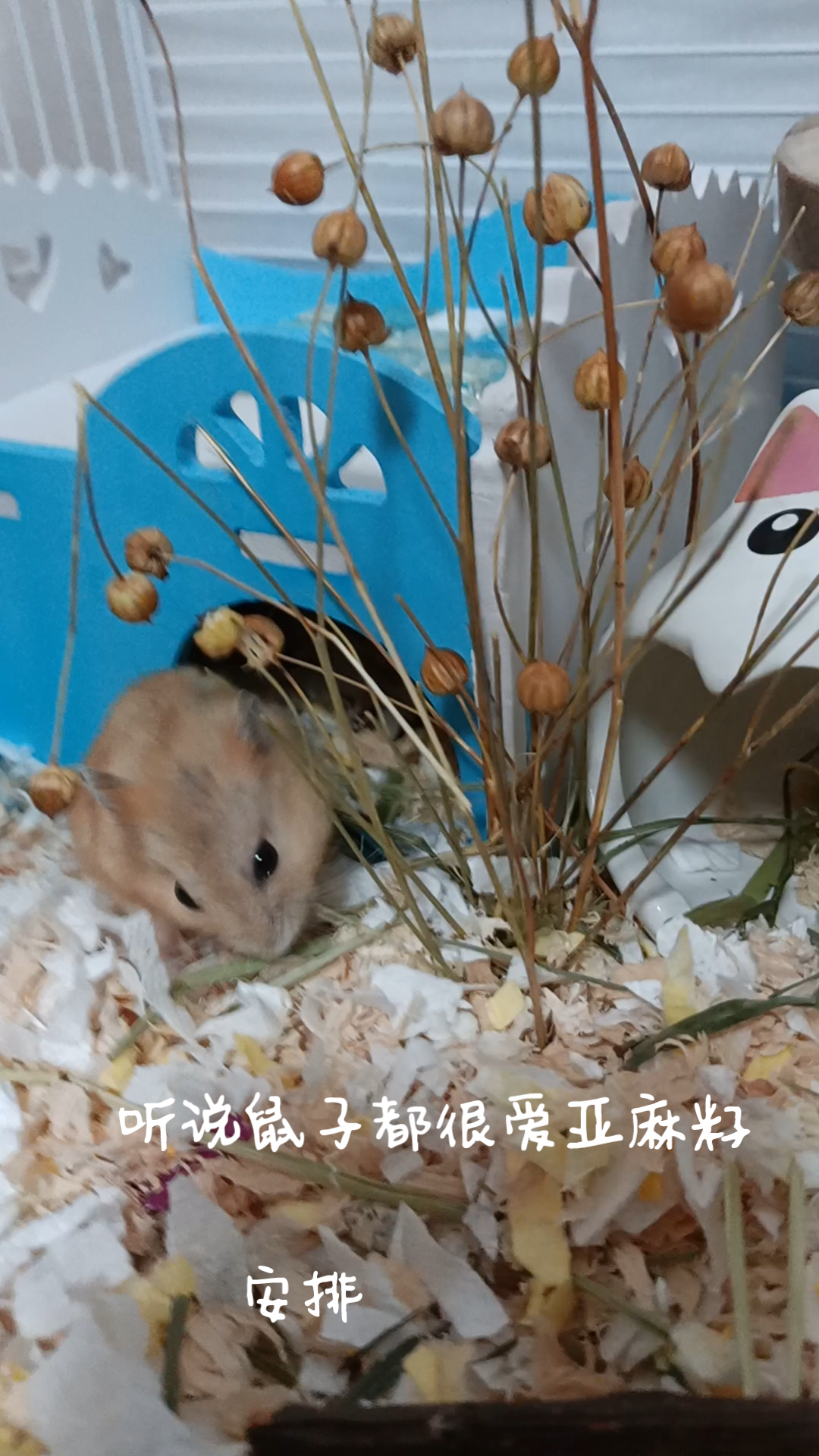 【仓鼠】第一次吃亚麻籽,超爱的