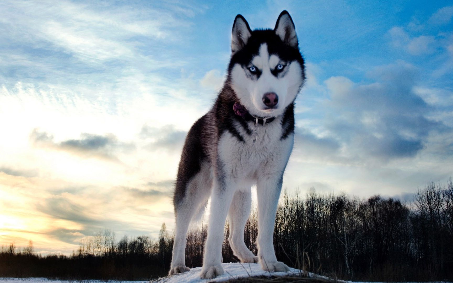 国服低分局---哈士奇化身大狼狗10-0超神carry全场