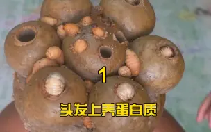 第一集 你见过有人把蛋白质放头上养的吗