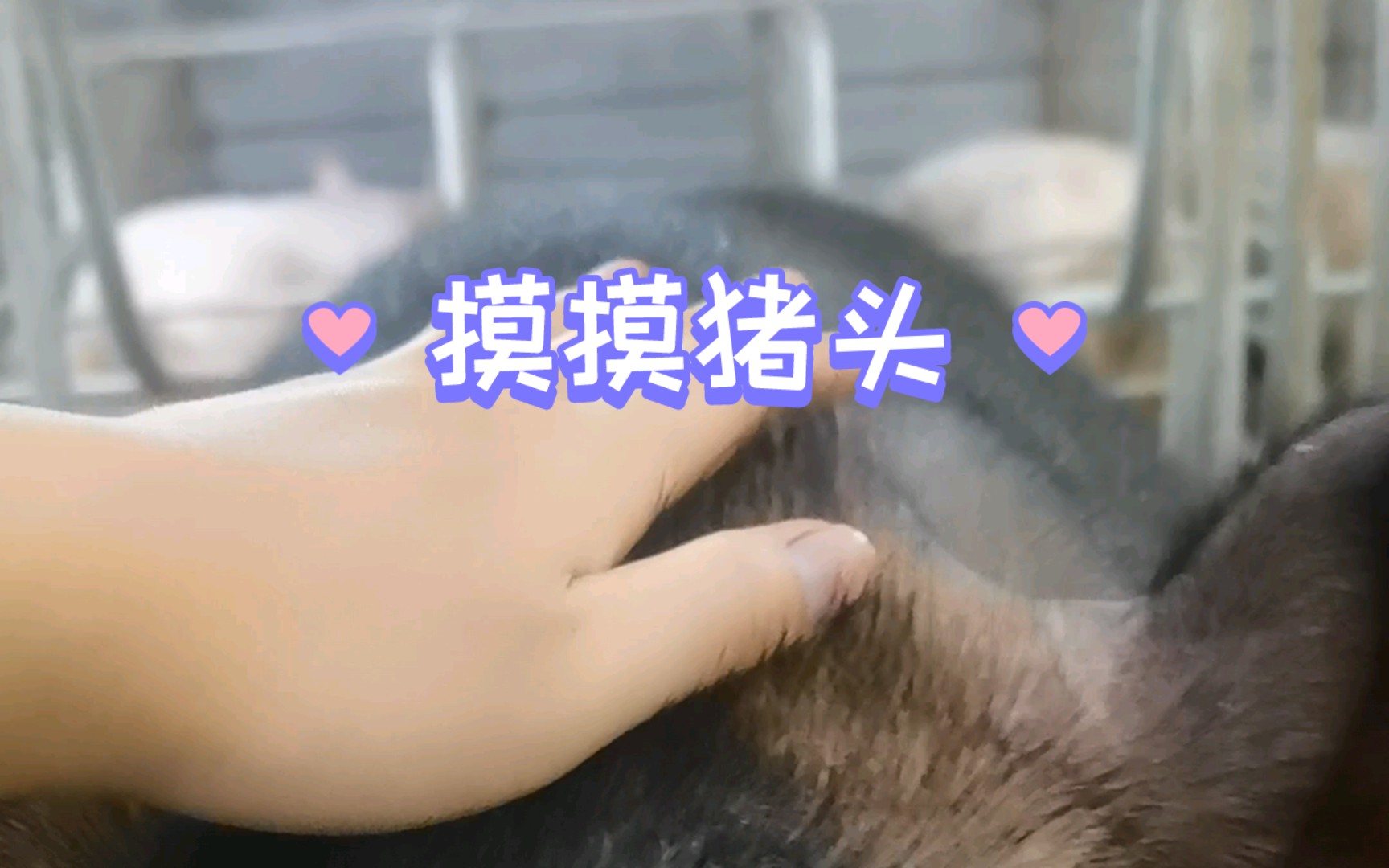 摸摸可爱大猪头,万事不用愁~哔哩哔哩bilibili