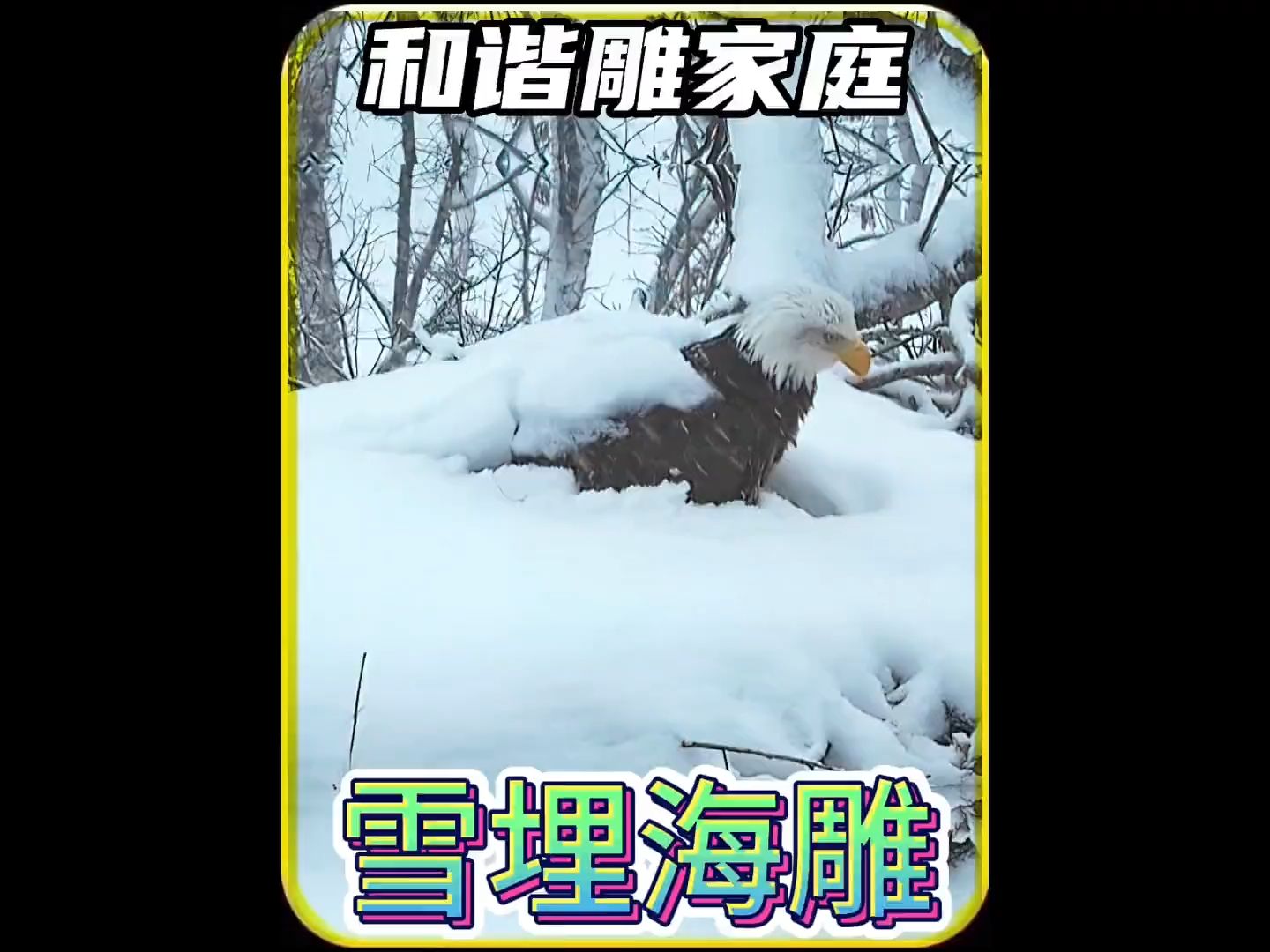 雪埋白頭海雕,海雕大家庭 #動物的迷惑行為 #神奇動物在抖音 #動物成