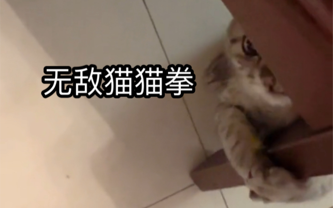 猫猫拳表情图片