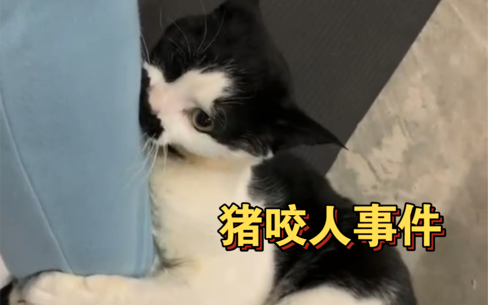 八嘎小狗咪|发生猪咬人事件!