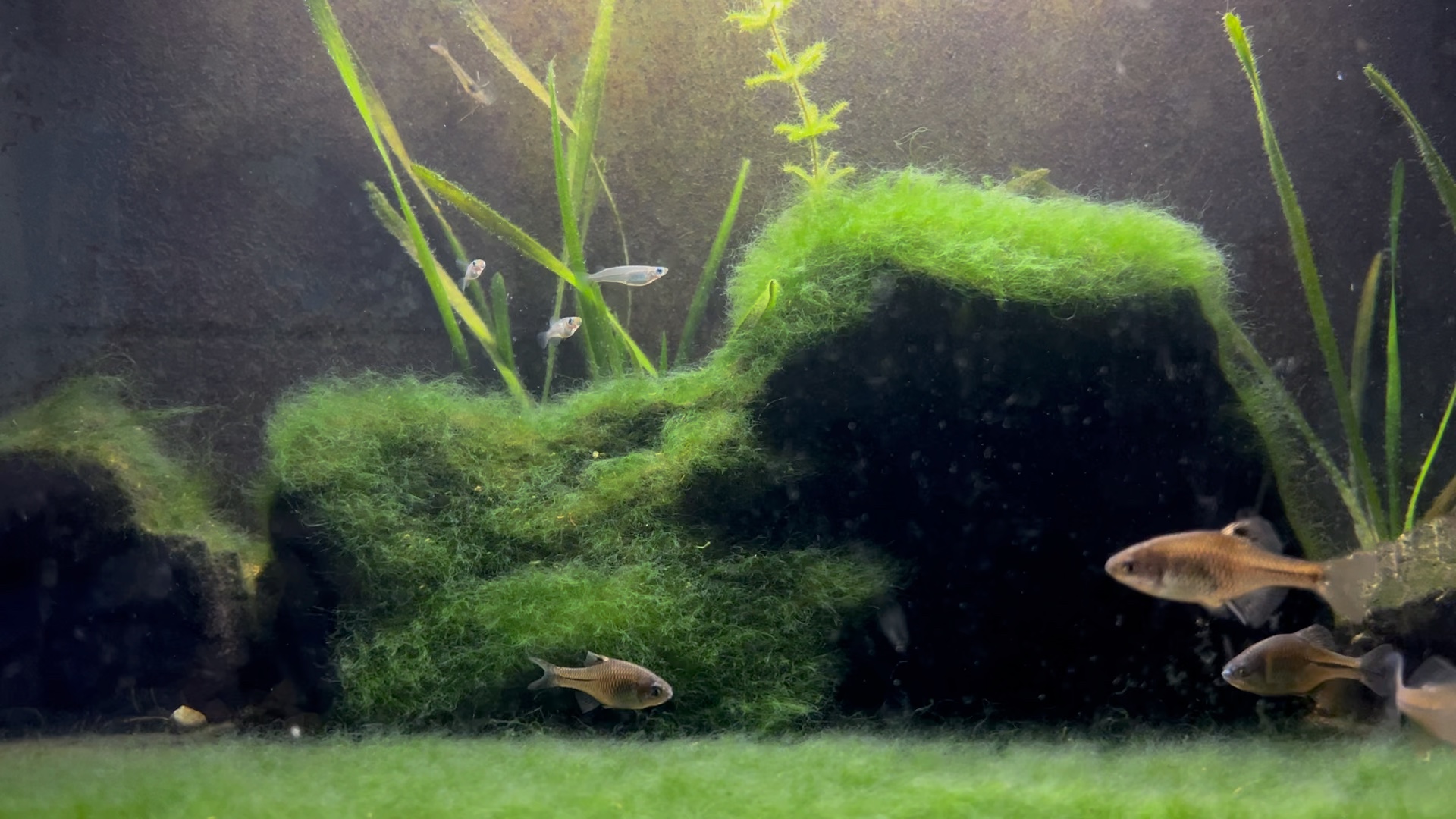 01.19-蓝鼻子鳑鲏缸