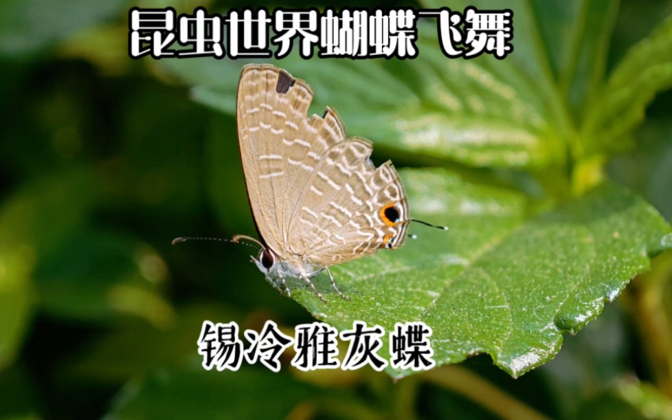 蝴蝶仙子翩翩起舞,锡冷雅灰蝶的魅力时刻