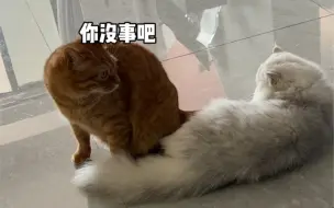 Download Video: 当同时拥有一只发情的母猫和三只绝育的公猫