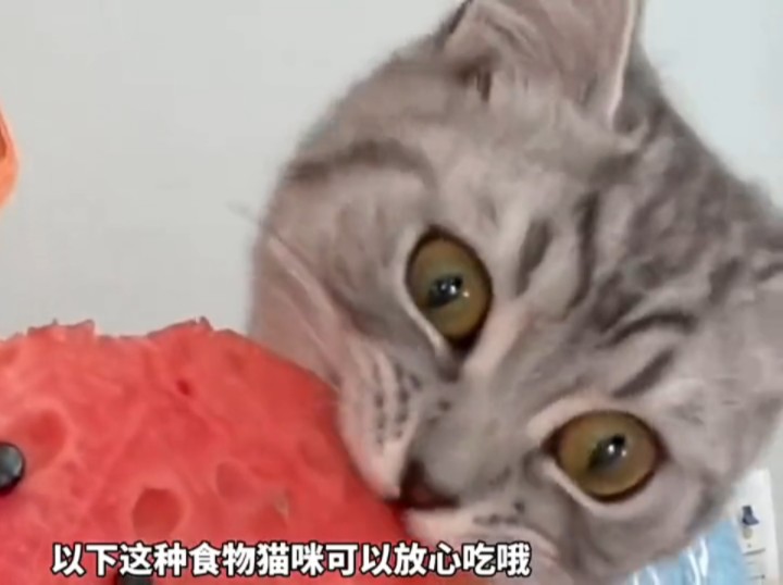 盘点那些猫咪可以吃的人类食物.哔哩哔哩bilibili