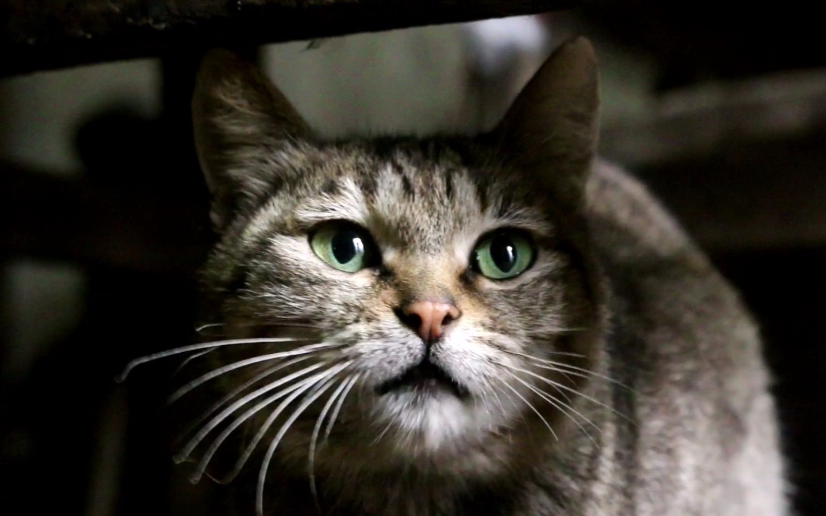 农村绿眼狸花猫老鼠抓多了眼睛发绿光每次冬天都肥半斤