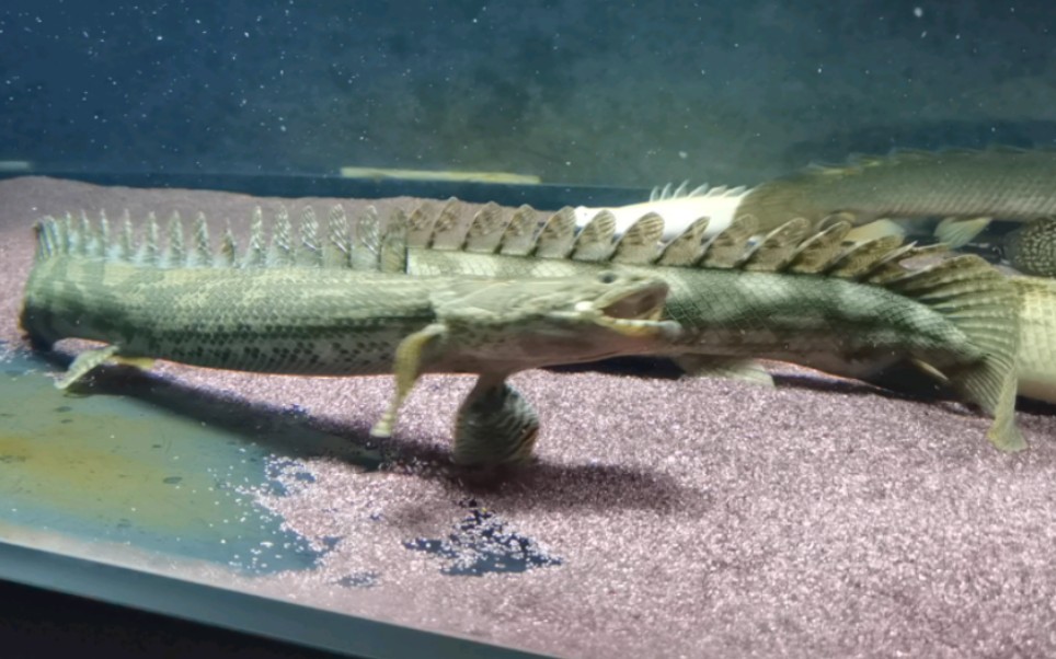 激烈的八角笼,没见过恐龙鱼掐架的可以点进来看看