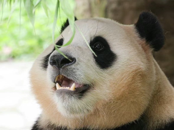 【国宝级吃货】熊猫啃竹叶超可爱!