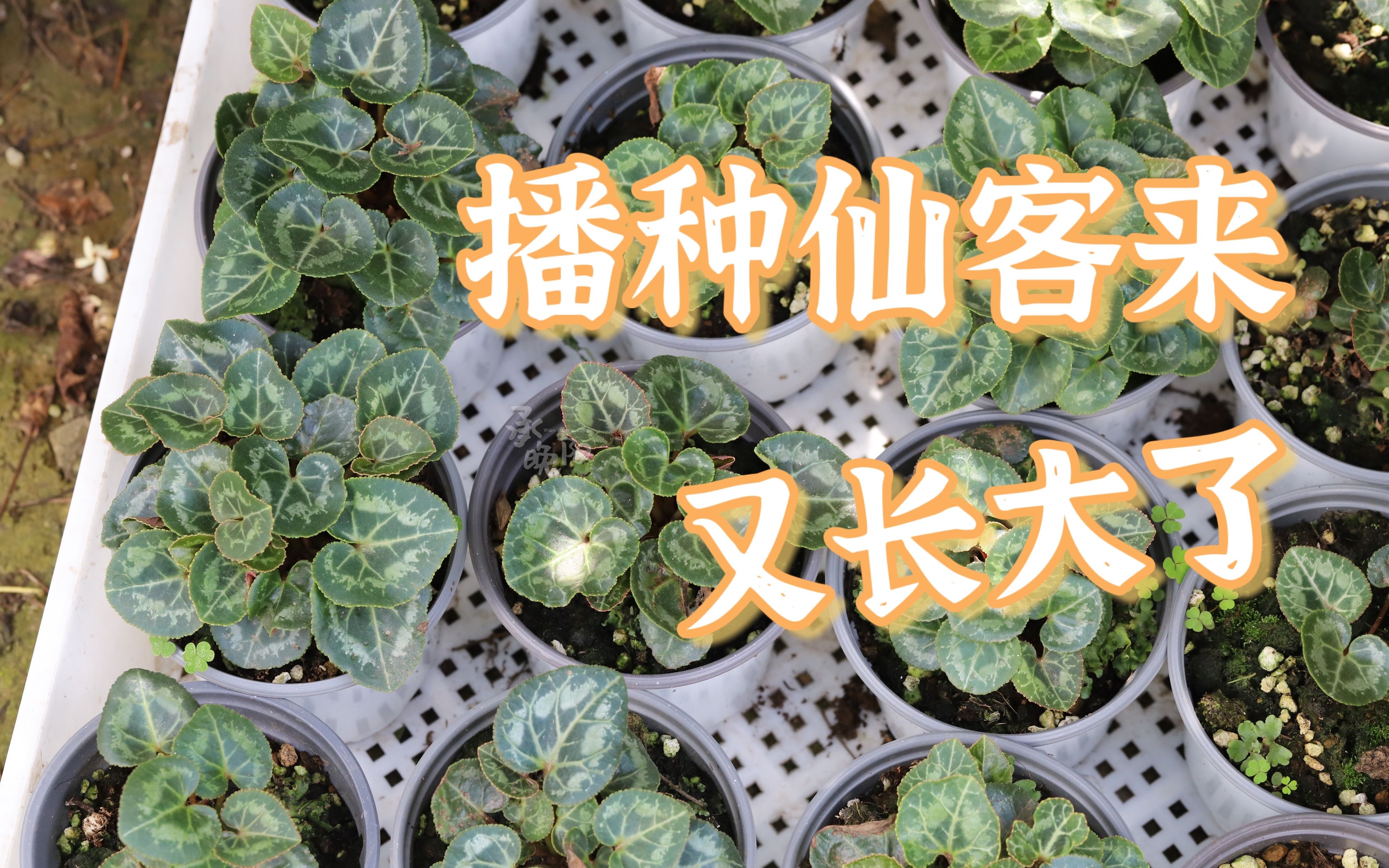 [图]【花园工作日6.25】用自己种的白兰花晒花茶，播种的仙客来又长大啦！