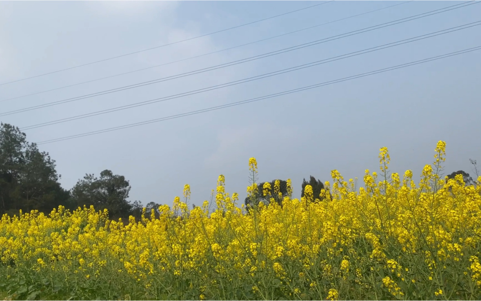 春天的快乐|人人都能拥有的花海 油菜花的秘密哔哩哔哩bilibili