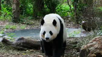 小和叶走起来跑起来的样子真的好像妈妈，功妈周末好呀！