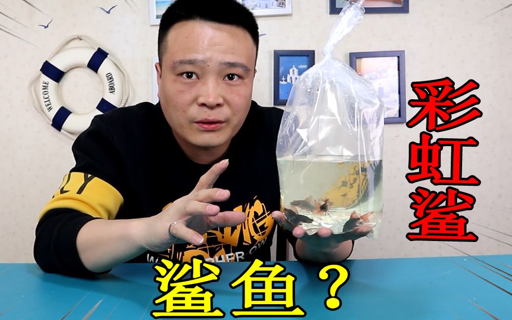 小浪哥开箱网购5只“彩虹鲨”它叫这个名字和鲨鱼有关系吗?哔哩哔哩bilibili