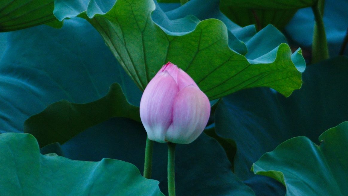 夏雨荷 | 大雨中的荷花
