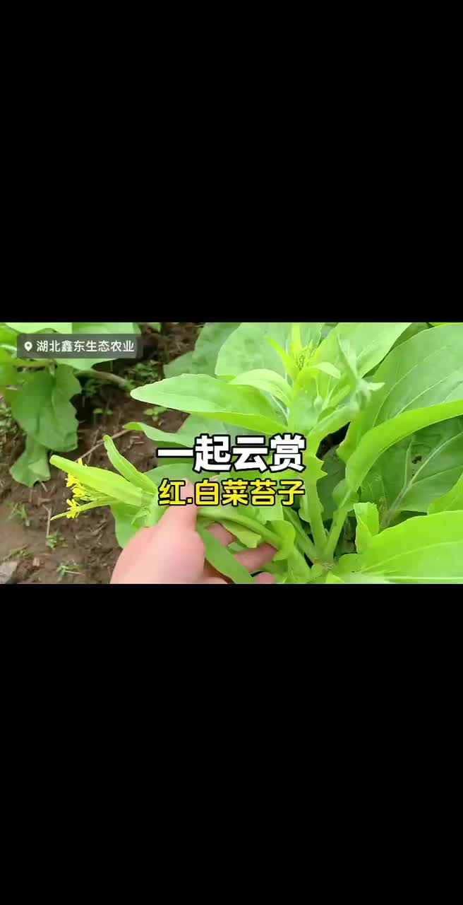 带你云赏,红菜苔白菜苔哔哩哔哩bilibili