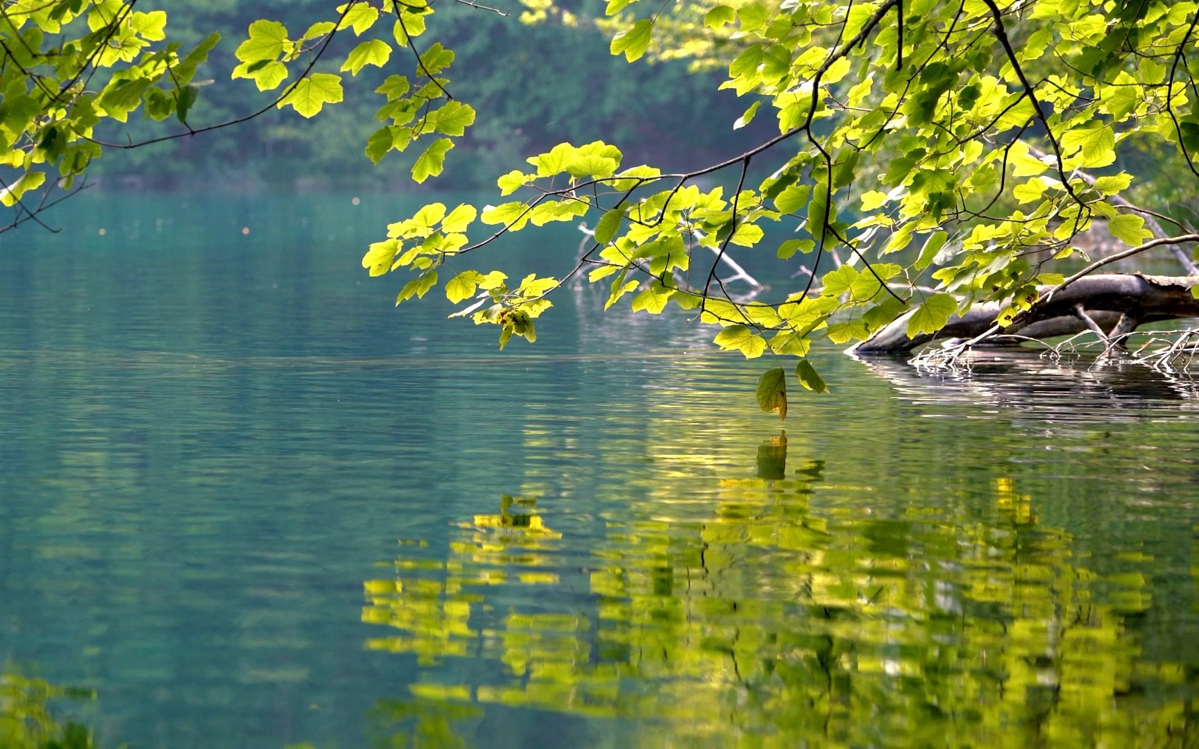 克罗地亚普利特维茨湖岸放松助眠自然音景
