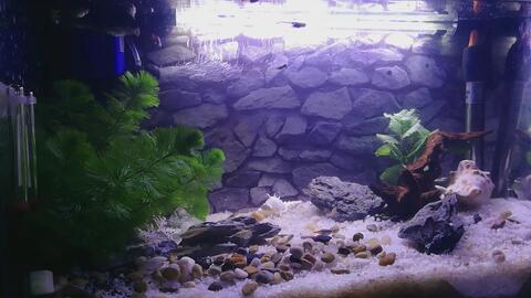 小型鱼 水草的 鱼缸 哔哩哔哩 Bilibili