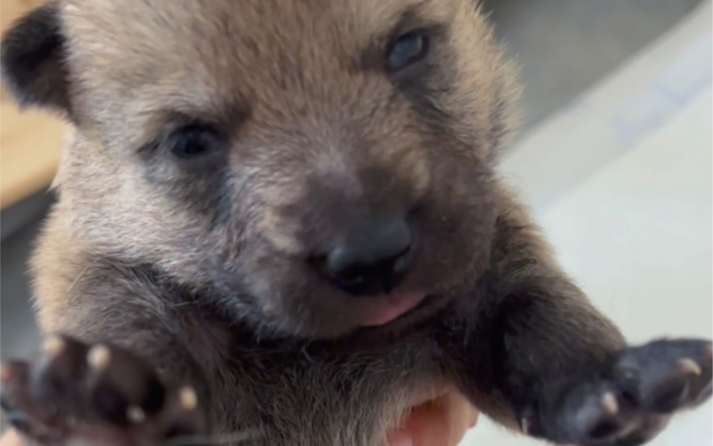 捷克狼犬小狼崽们开始睁眼啦