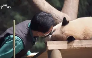 Скачать видео: 爷爷希望福宝能像她的名字一样，未来一直都是一只幸福的熊猫。我们一起保护福宝的幸福，让她能永远这么快乐，温暖