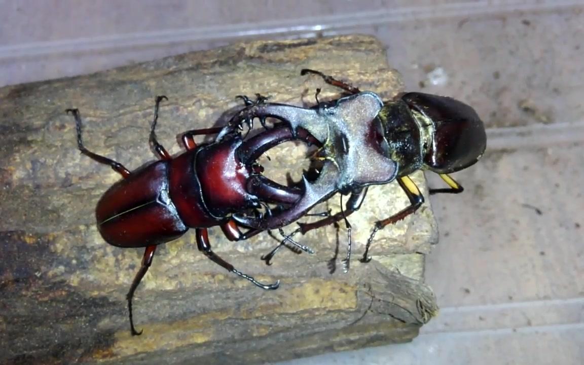 【四连f♂a】日本锯锹vs斑股深山