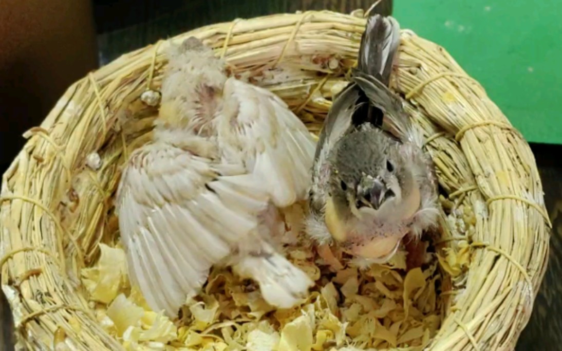 [珍珠鸟]总算有了一只驼色小崽