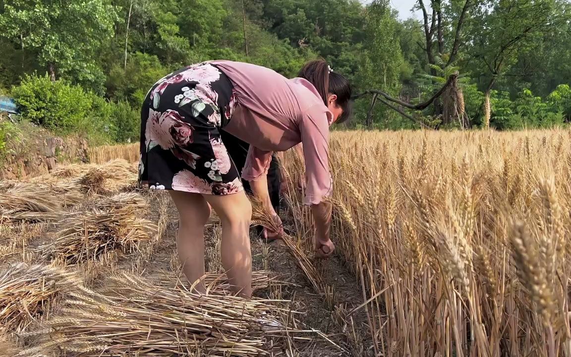 [图]【农村生活】小麦成熟了，今天割小麦，金色的麦田，