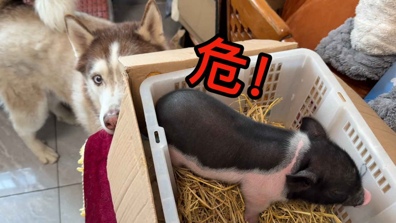 见到主人有了新猪,二哈醋意大发,气得离家出走!-哈仔十一-哈仔十一-哔哩哔哩视频