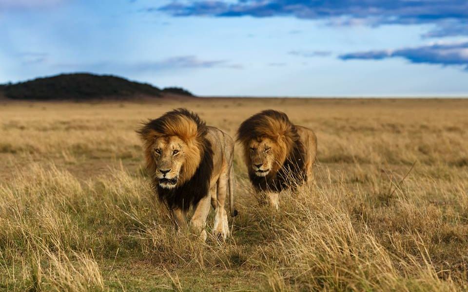 马赛马拉著名的雄狮与狮群生活混剪合集