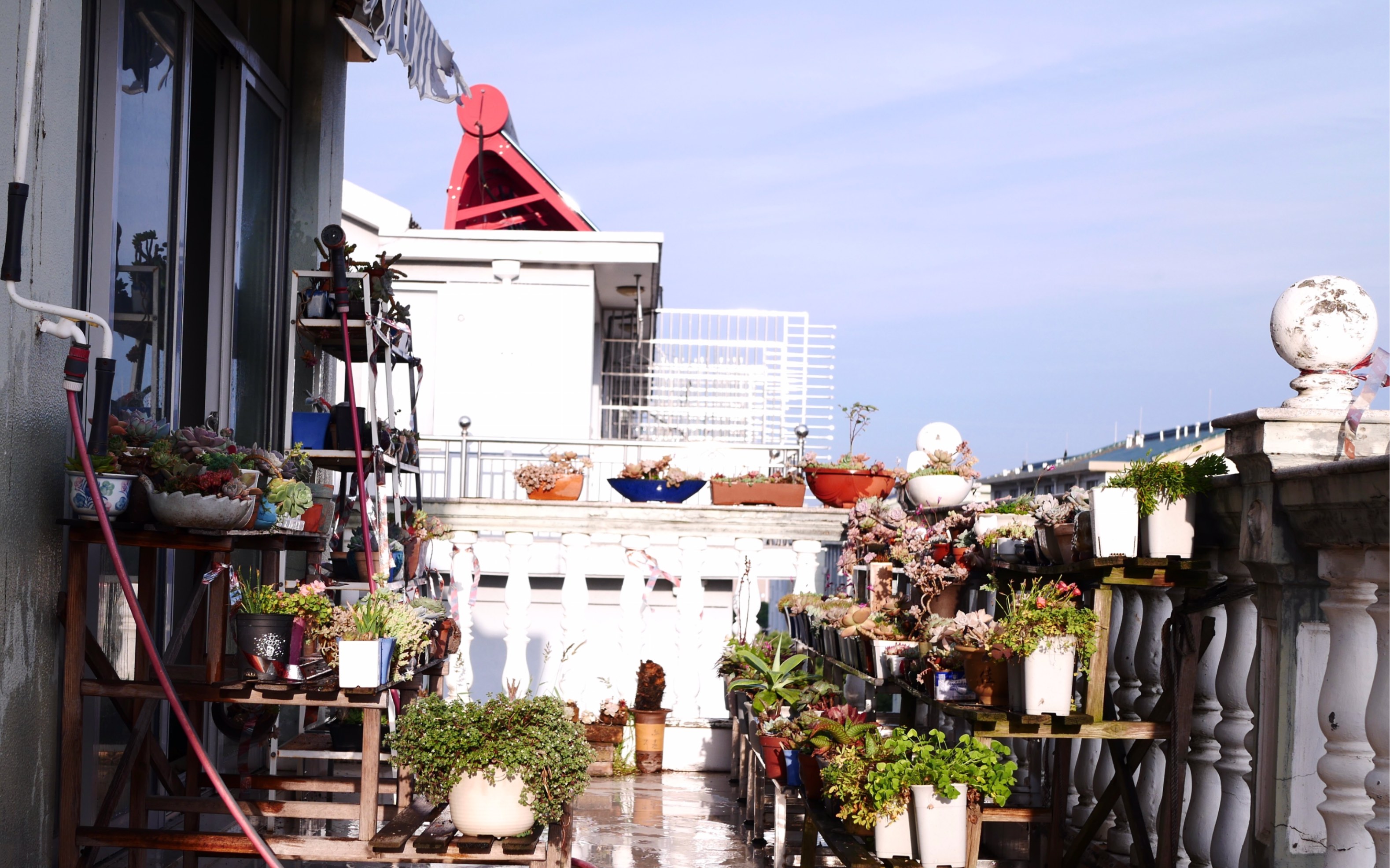 立夏的露台多肉状态