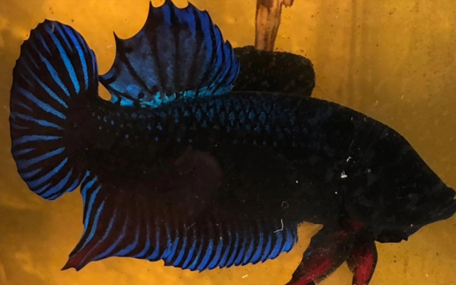 [泰国斗鱼]搏击斗鱼高光时刻