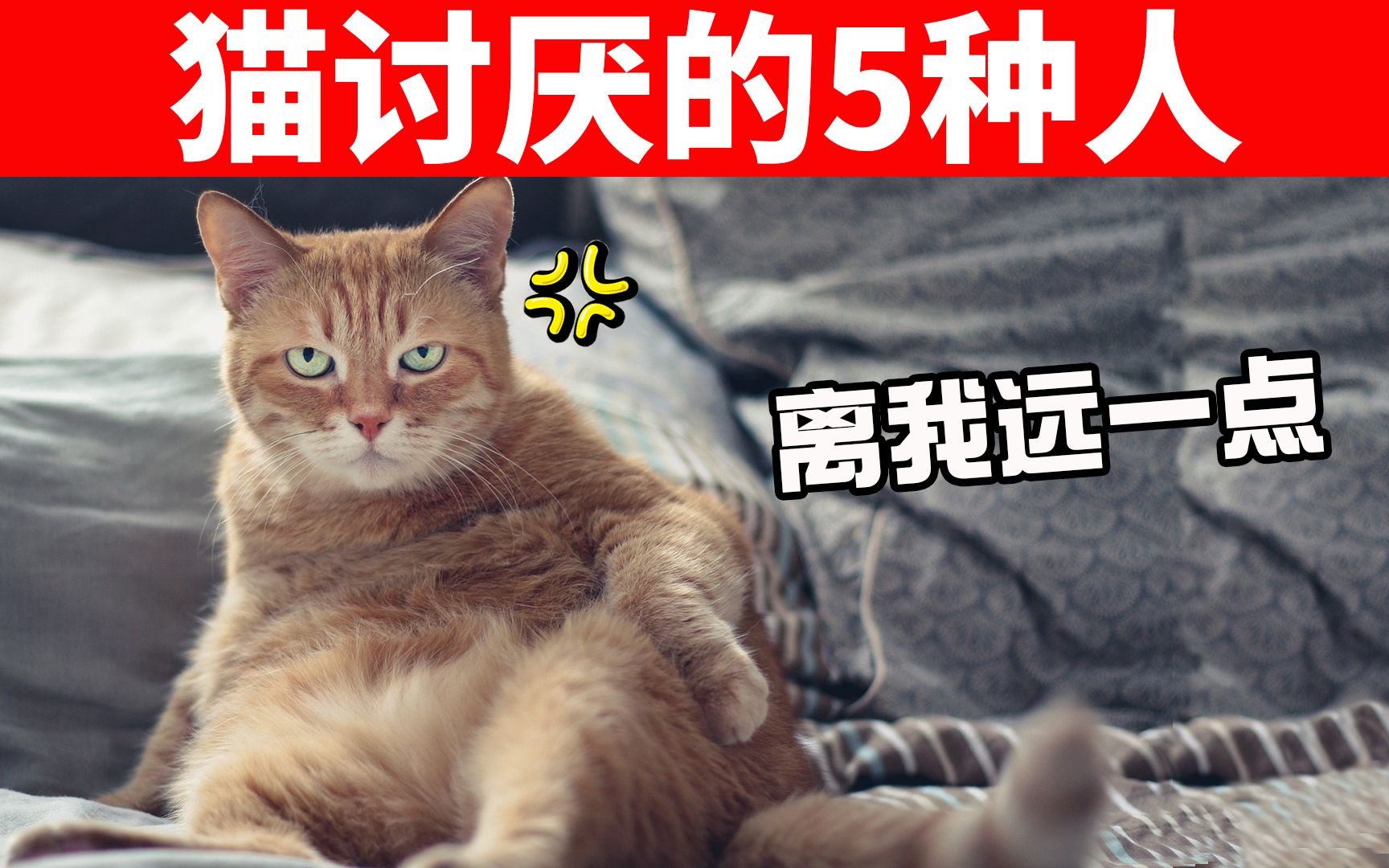 猫最讨厌的5种人,尤其第五种,都不能靠近猫! 【初识猫咪EP24】哔哩哔哩bilibili