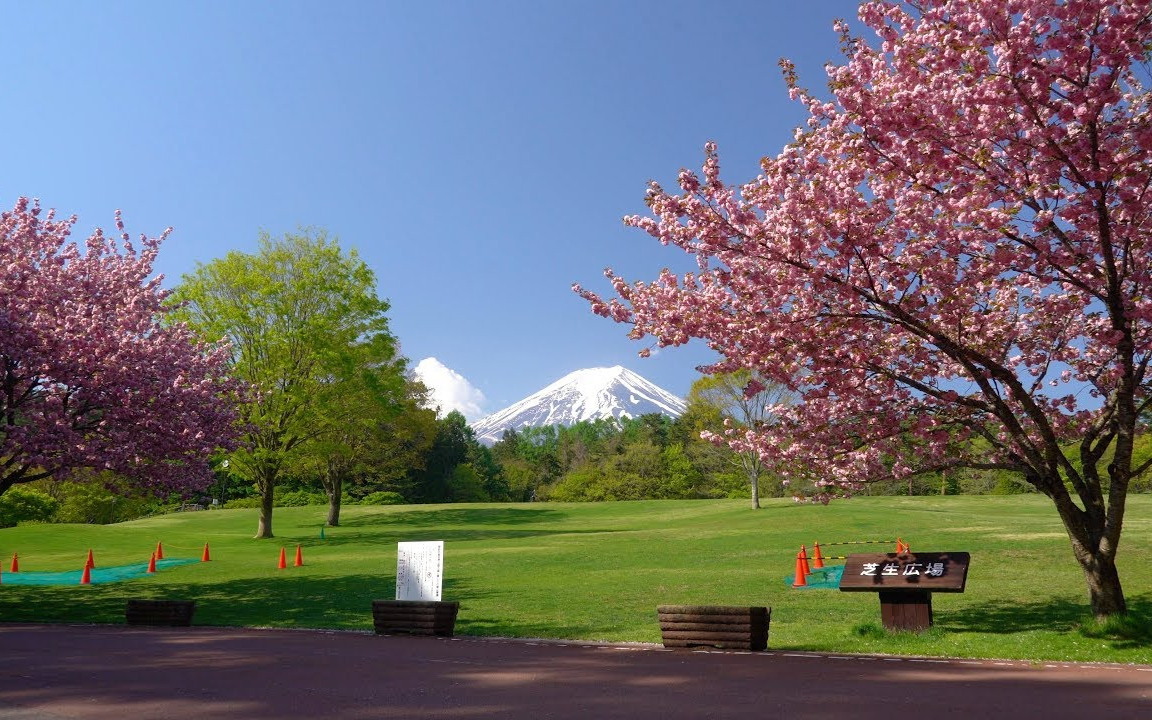 4K 新绿 诹访之森自然公园 富士樱 八重樱 Cherry Blossoms & Fresh Green At Fuji Pines Park哔哩哔哩bilibili