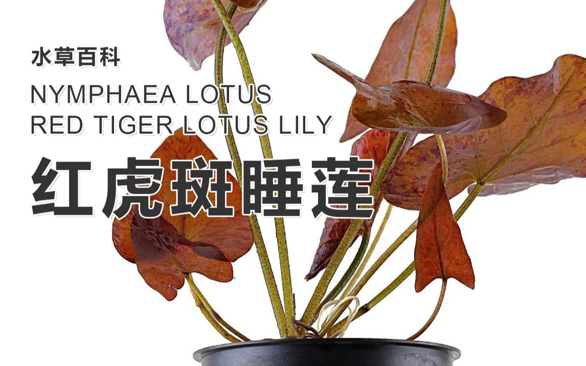 红虎斑睡莲  Nymphaea lotus  Red Tiger Lotus Lily【水草百科】【4K】哔哩哔哩bilibili