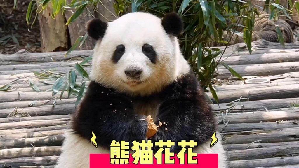 因呆萌和好脾气走红的熊猫花花,吸引亿万粉丝,成为熊猫界的顶流明星