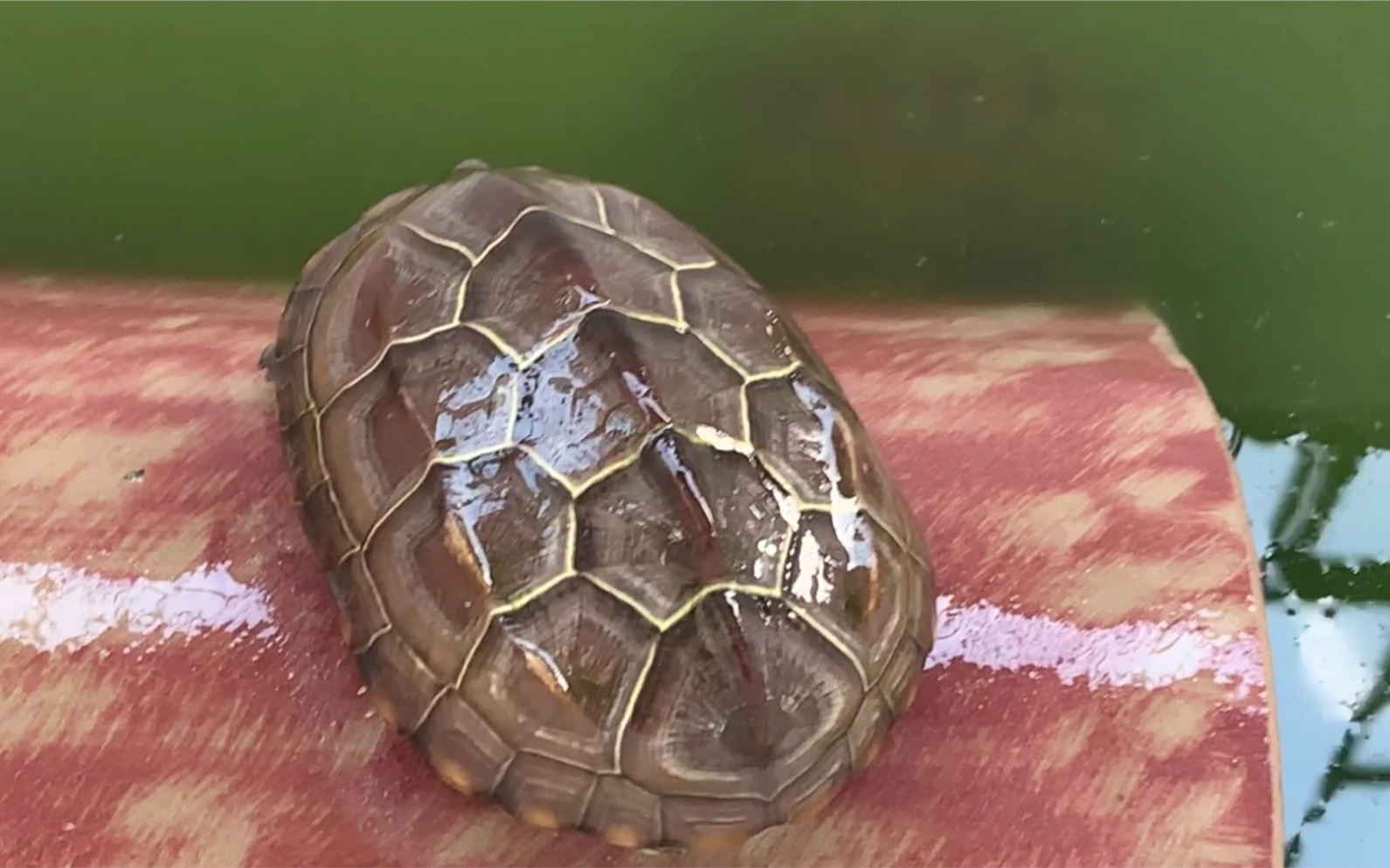 草龟,从普通到极品,只需要一次湿身的效果