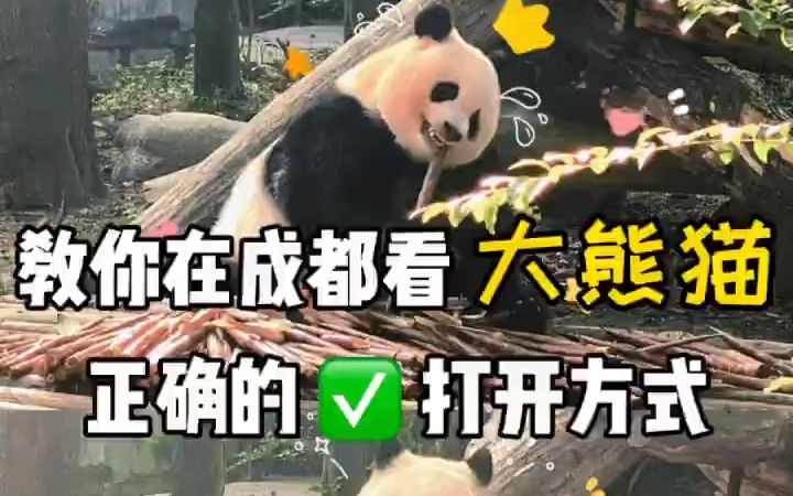 成都大熊猫你该如何去看?这份攻略请收好成都大熊猫繁育研究基地1早起,尽量赶在大熊猫们进食结束前去,可以看到圆滚滚的它们,充满活力2哔哩哔哩...