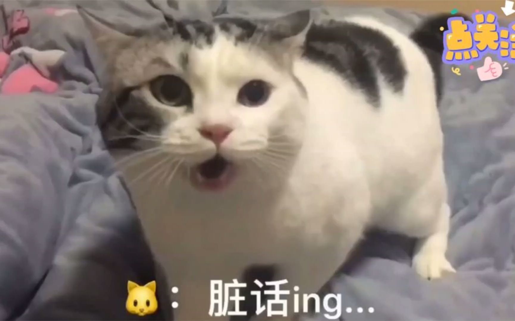 [图]盘点成精的小奶猫：我把你当儿子养，你却开口说话叫我老婆？