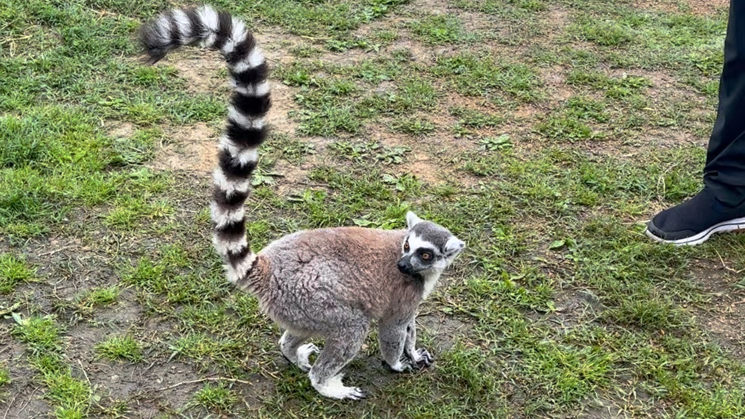 野生动物园近距离观察浣熊