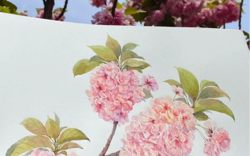 活动  水彩手绘 晚樱