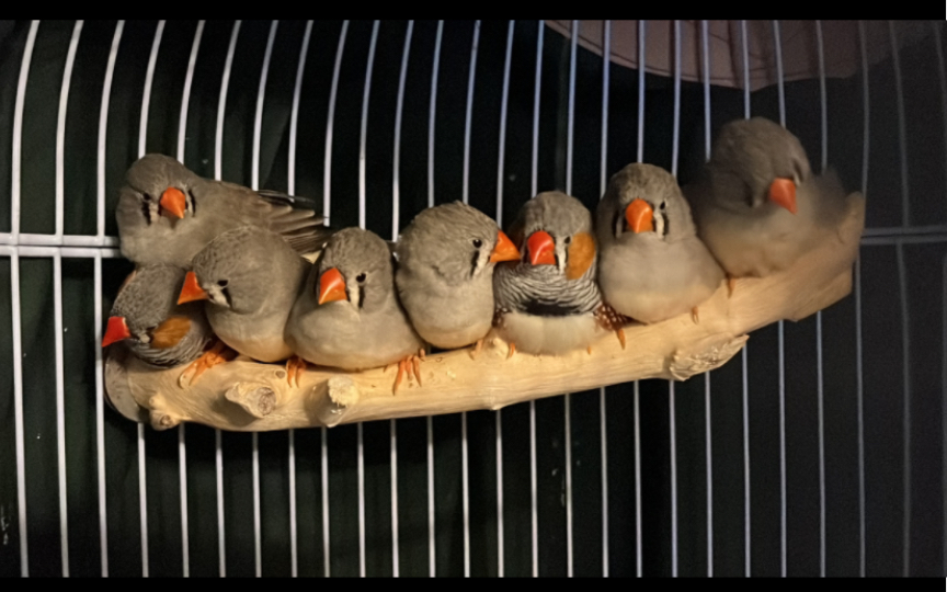 【珍珠鸟】黑芝麻团子睡觉觉第三集