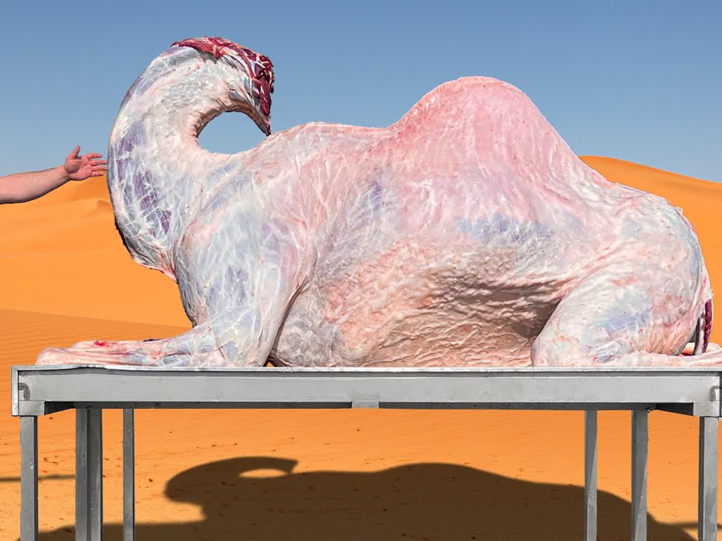 这才是真资格的土豪,购买一整只骆驼来宰杀,在沙海中举办饕鬄盛宴